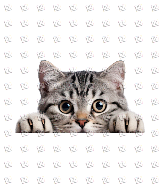 American Shorthair Cat Peeking - Cat - DTF Transfer