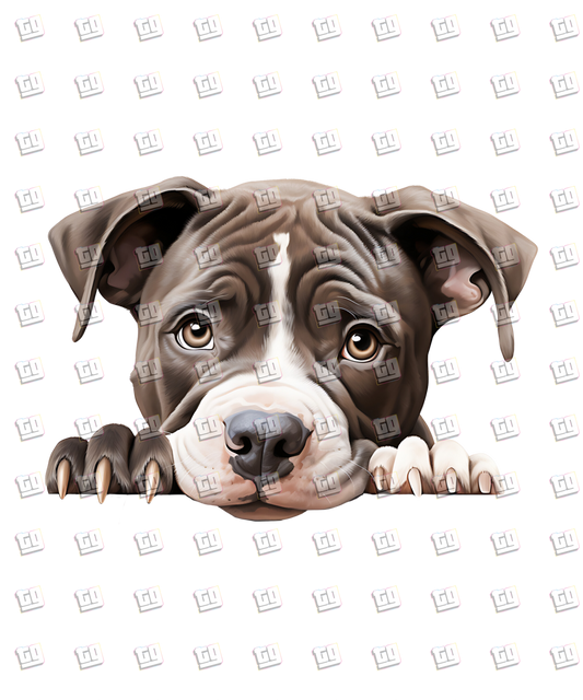 American Pit Bull Dog Peeking - Dog - DTF Transfer